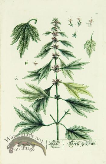 Blackwell German 224